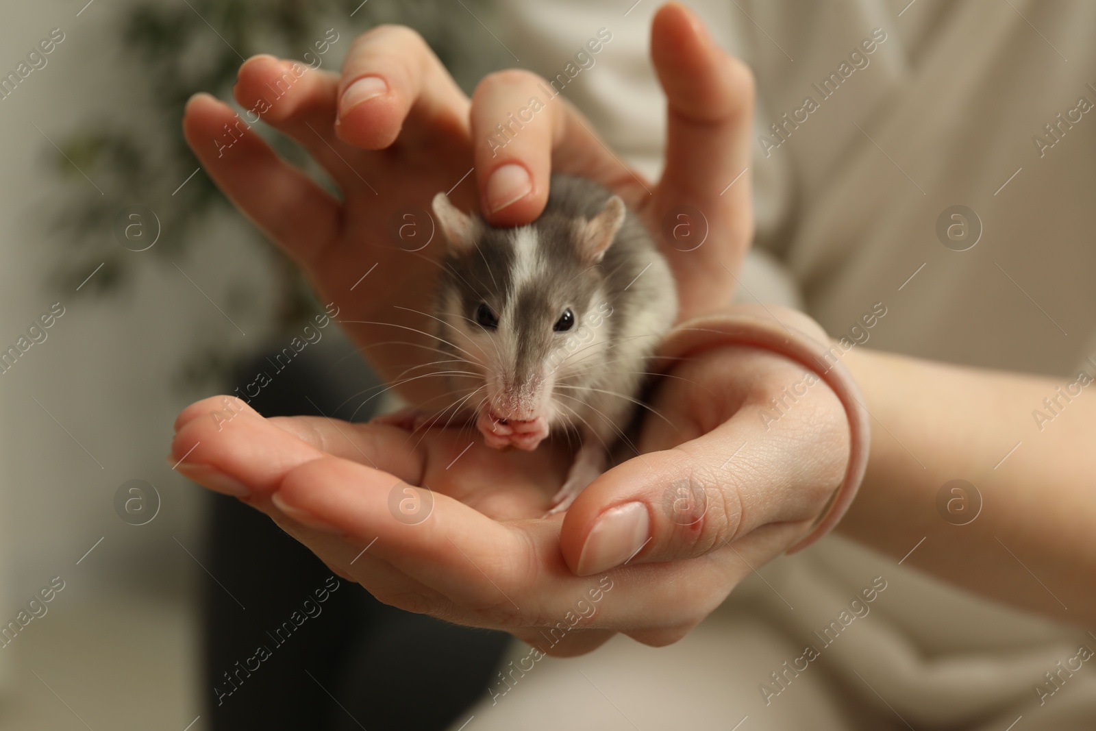 Photo of Woman with adorable little rat indoors, closeup