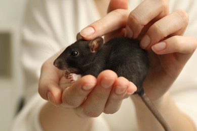 Woman with adorable little rat indoors, closeup