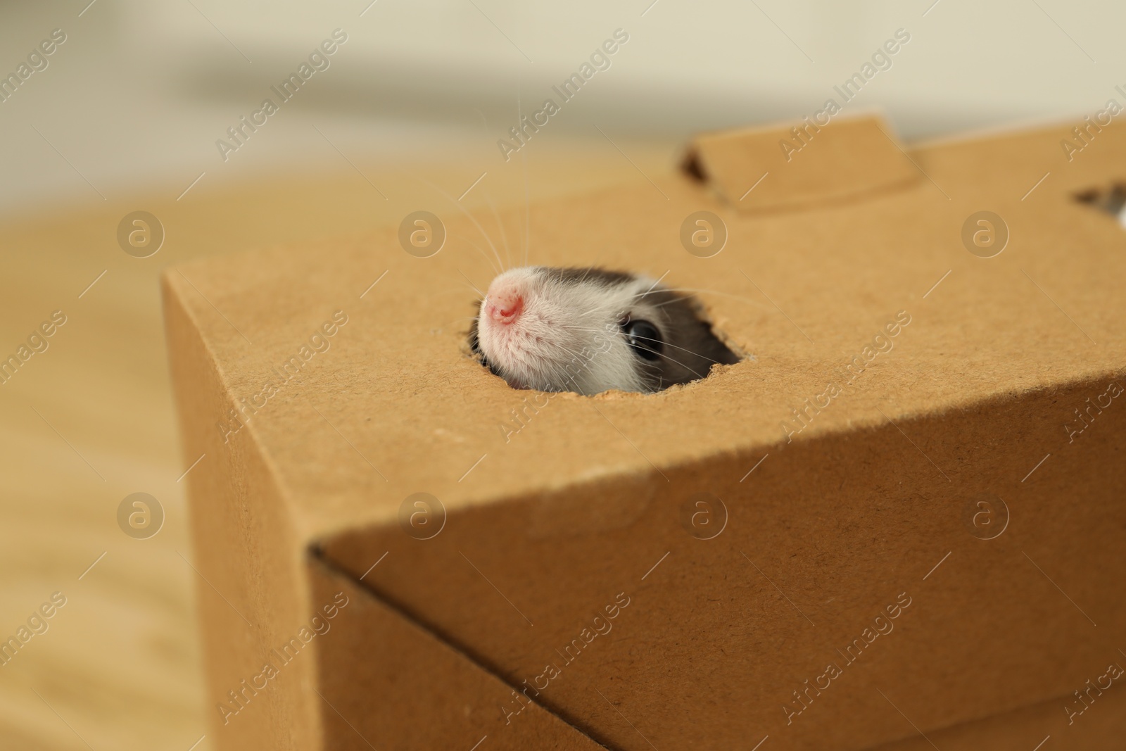 Photo of Adorable little rat peeking out of box indoors, closeup