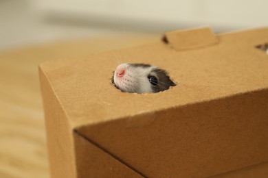 Adorable little rat peeking out of box indoors, closeup