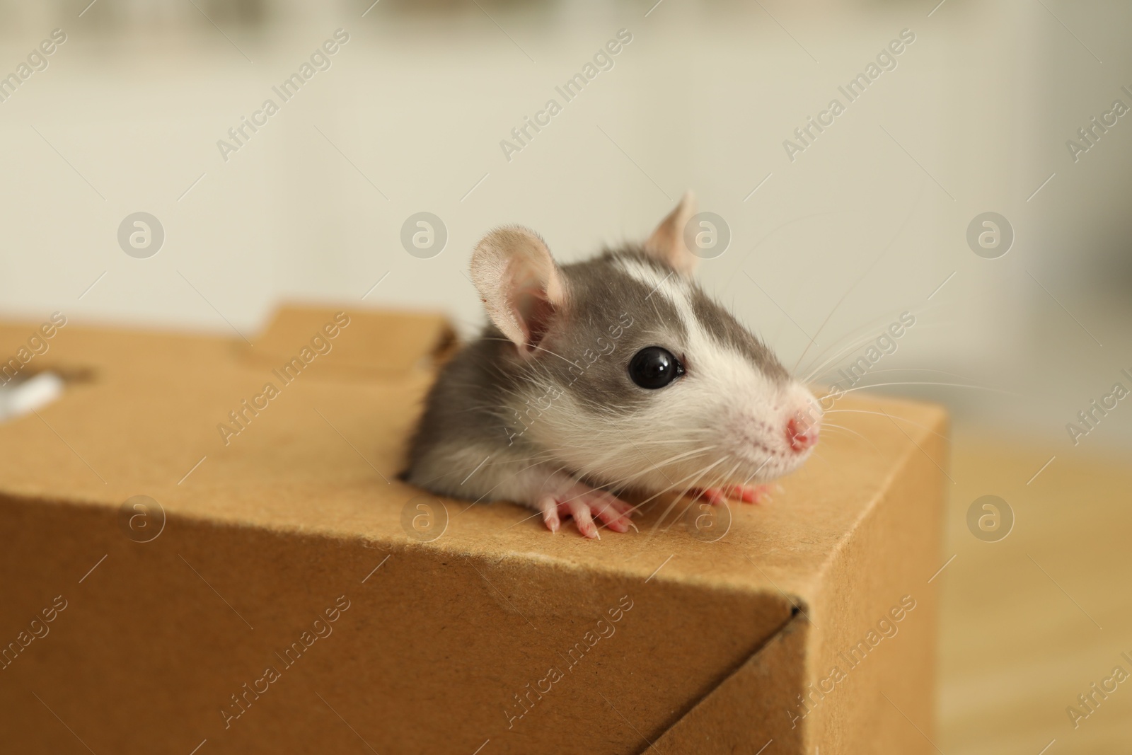 Photo of Adorable little rat peeking out of box indoors, closeup