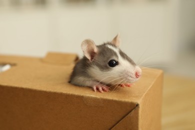 Photo of Adorable little rat peeking out of box indoors, closeup