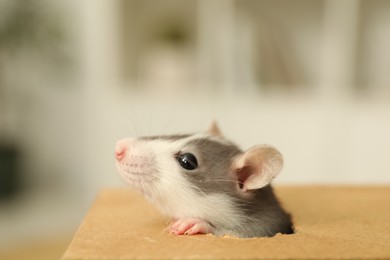 Adorable little rat peeking out of box indoors, closeup