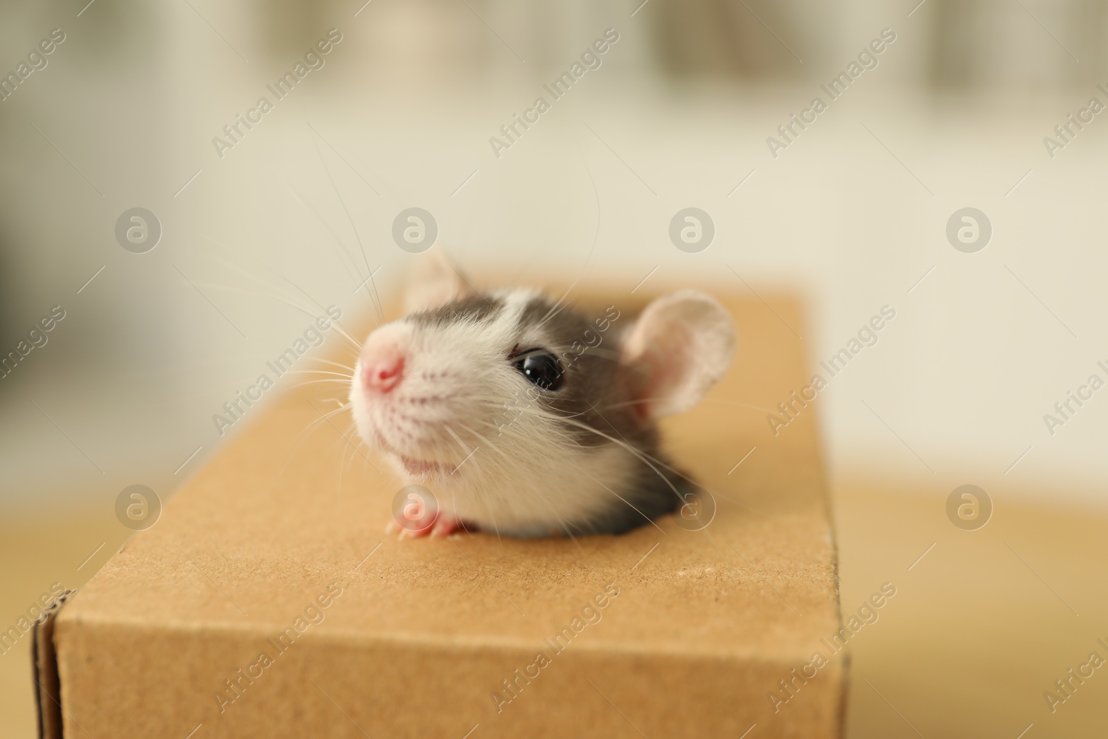 Photo of Adorable little rat peeking out of box indoors, closeup