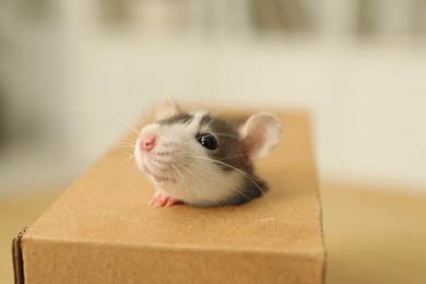 Adorable little rat peeking out of box indoors, closeup