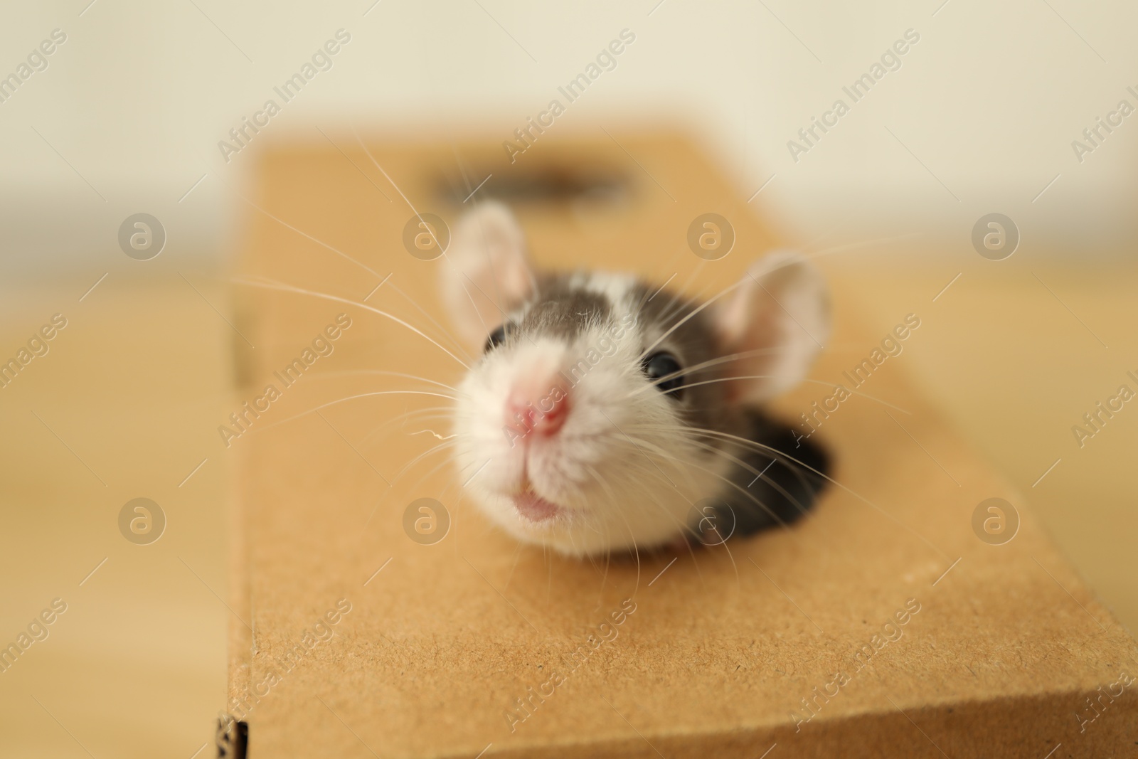 Photo of Adorable little rat peeking out of box indoors, closeup