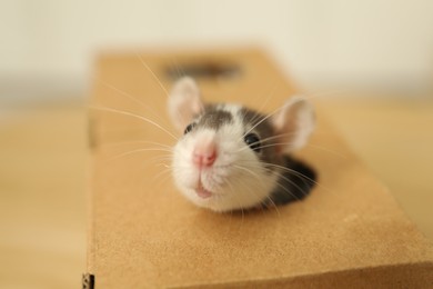 Adorable little rat peeking out of box indoors, closeup