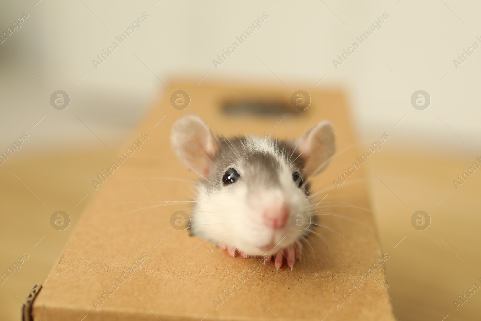 Photo of Adorable little rat peeking out of box indoors, closeup