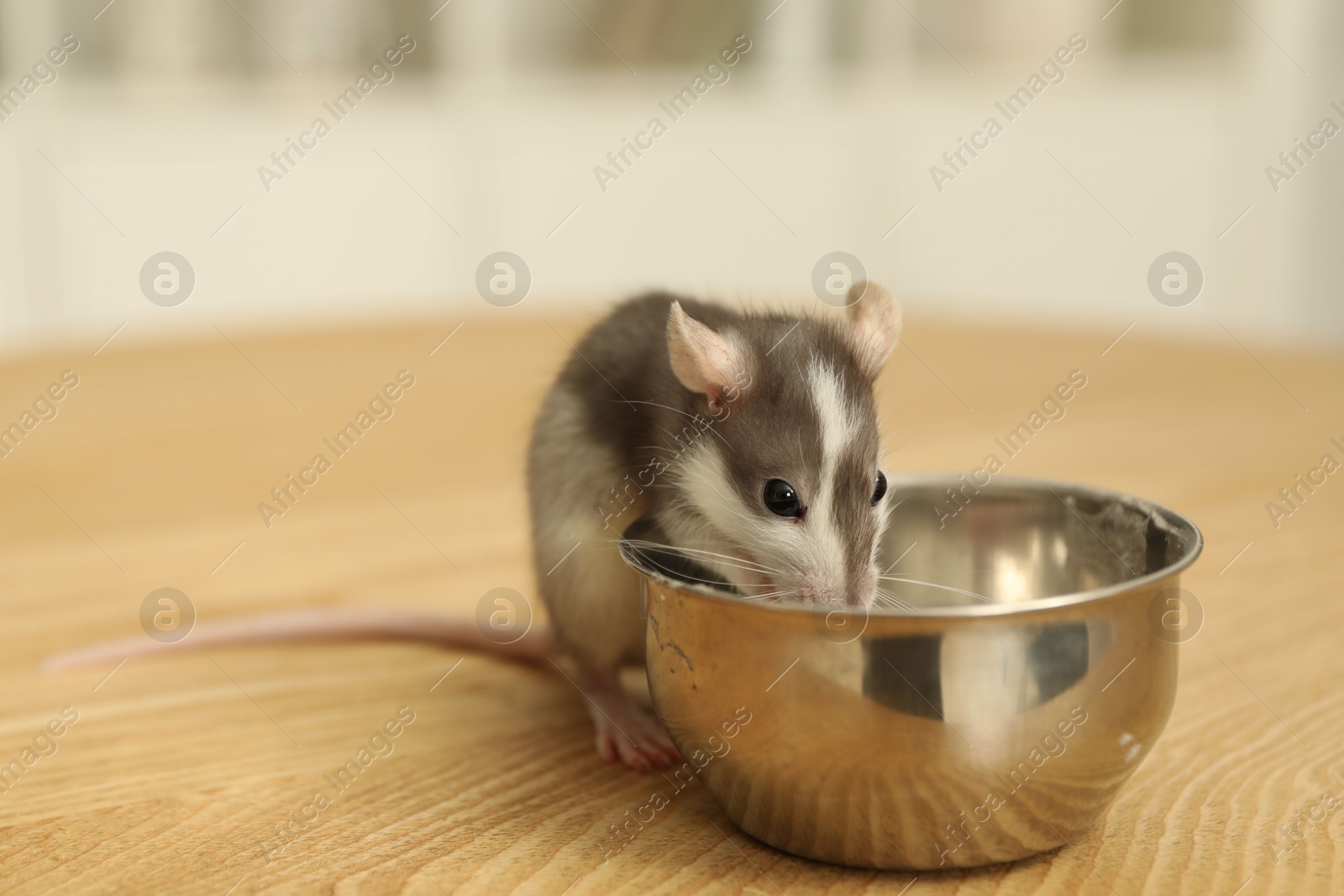 Photo of Adorable little rat near feeding bowl on wooden surface indoors