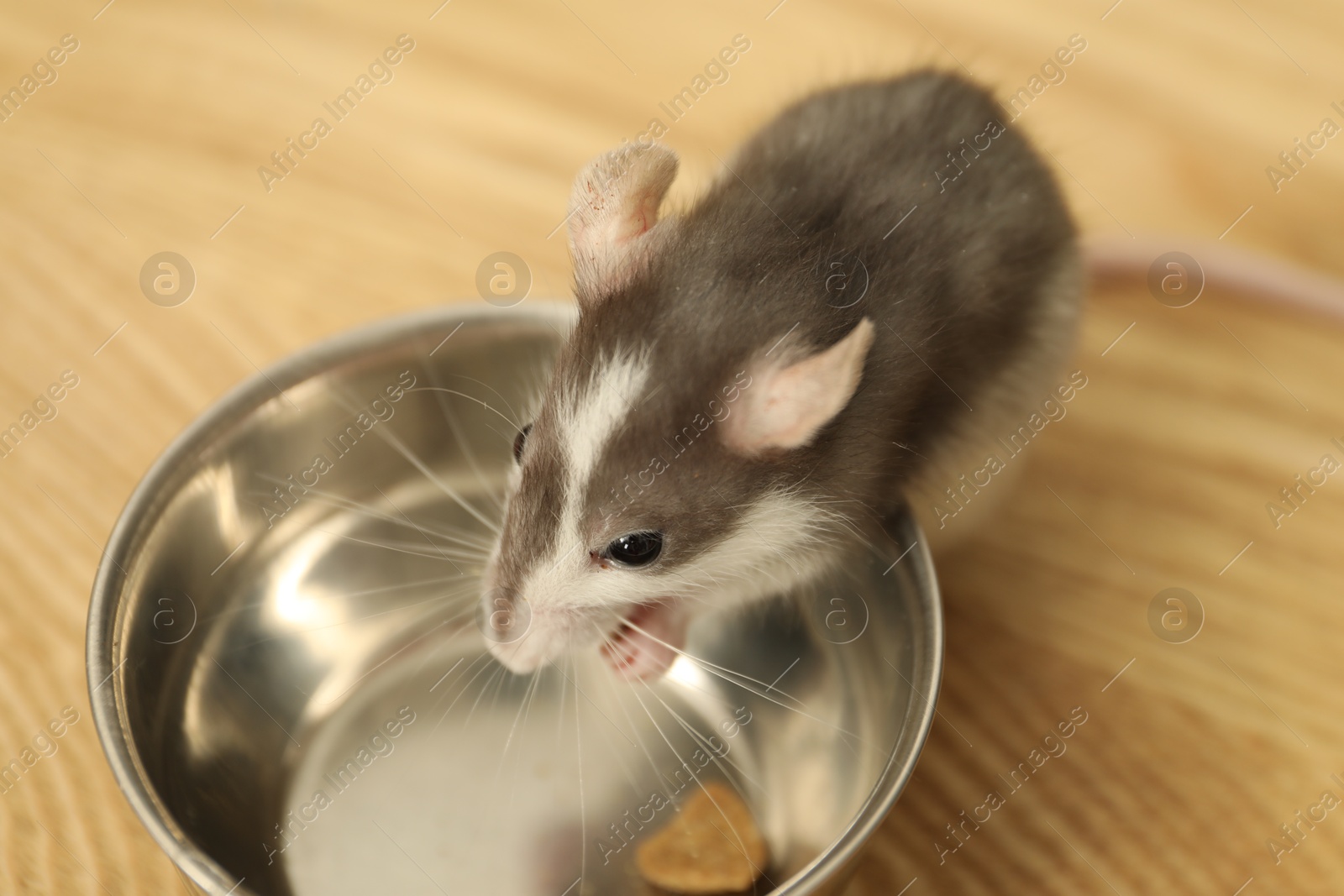 Photo of Adorable little rat near feeding bowl on wooden surface indoors, closeup