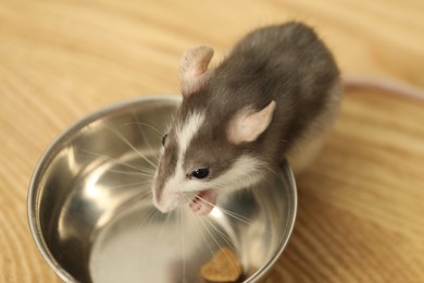 Photo of Adorable little rat near feeding bowl on wooden surface indoors, closeup