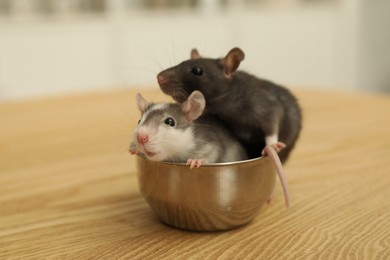 Adorable little rats in feeding bowl on wooden surface indoors