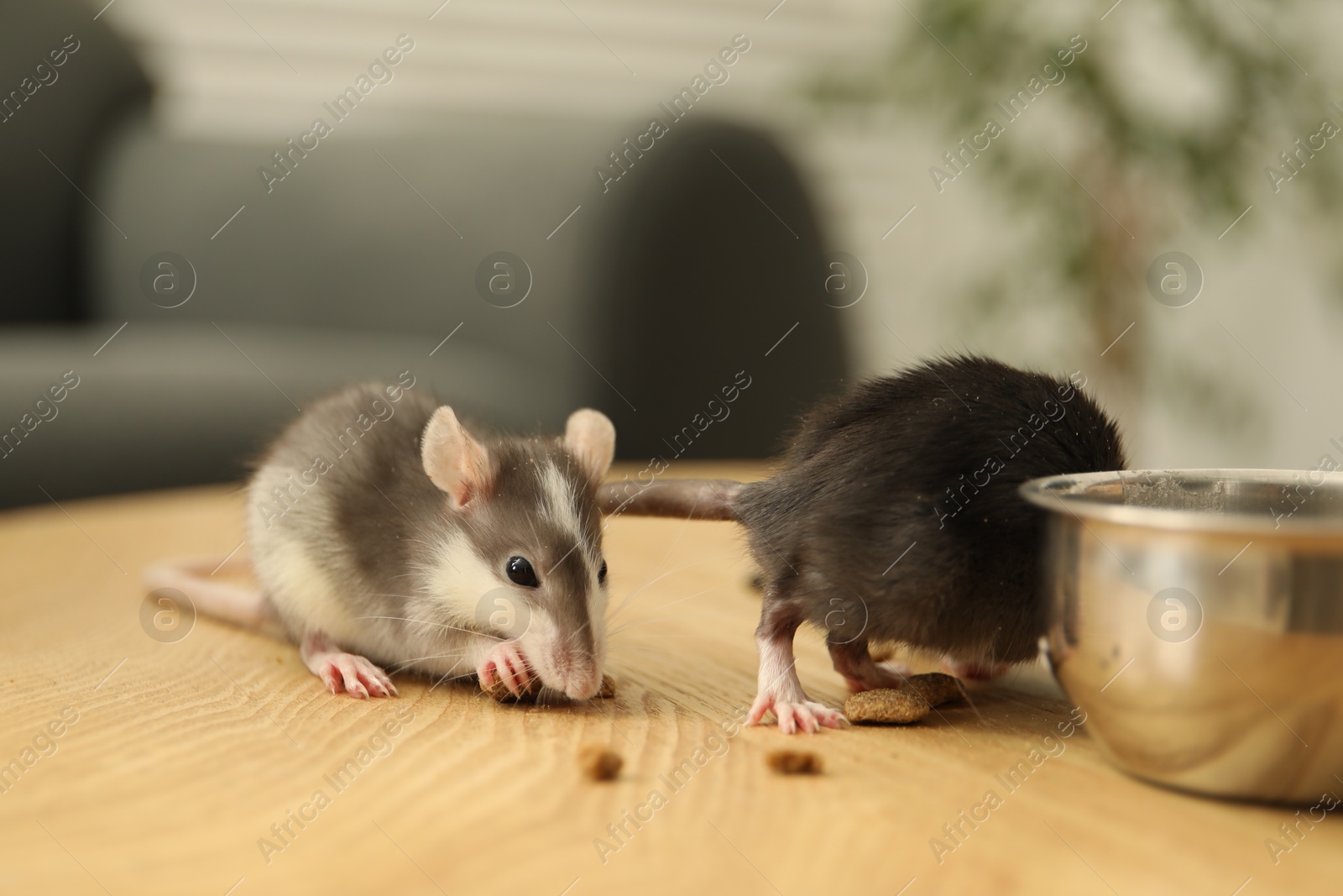 Photo of Adorable little rats eating food on wooden surface indoors