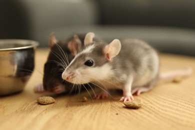 Adorable little rats eating food on wooden surface indoors, closeup