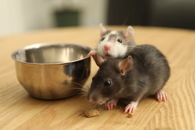 Photo of Adorable little rats near feeding bowl on wooden surface indoors, closeup