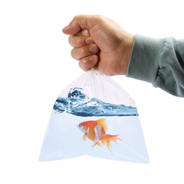 Image of Man holding plastic bag with fish and water isolated on white, closeup