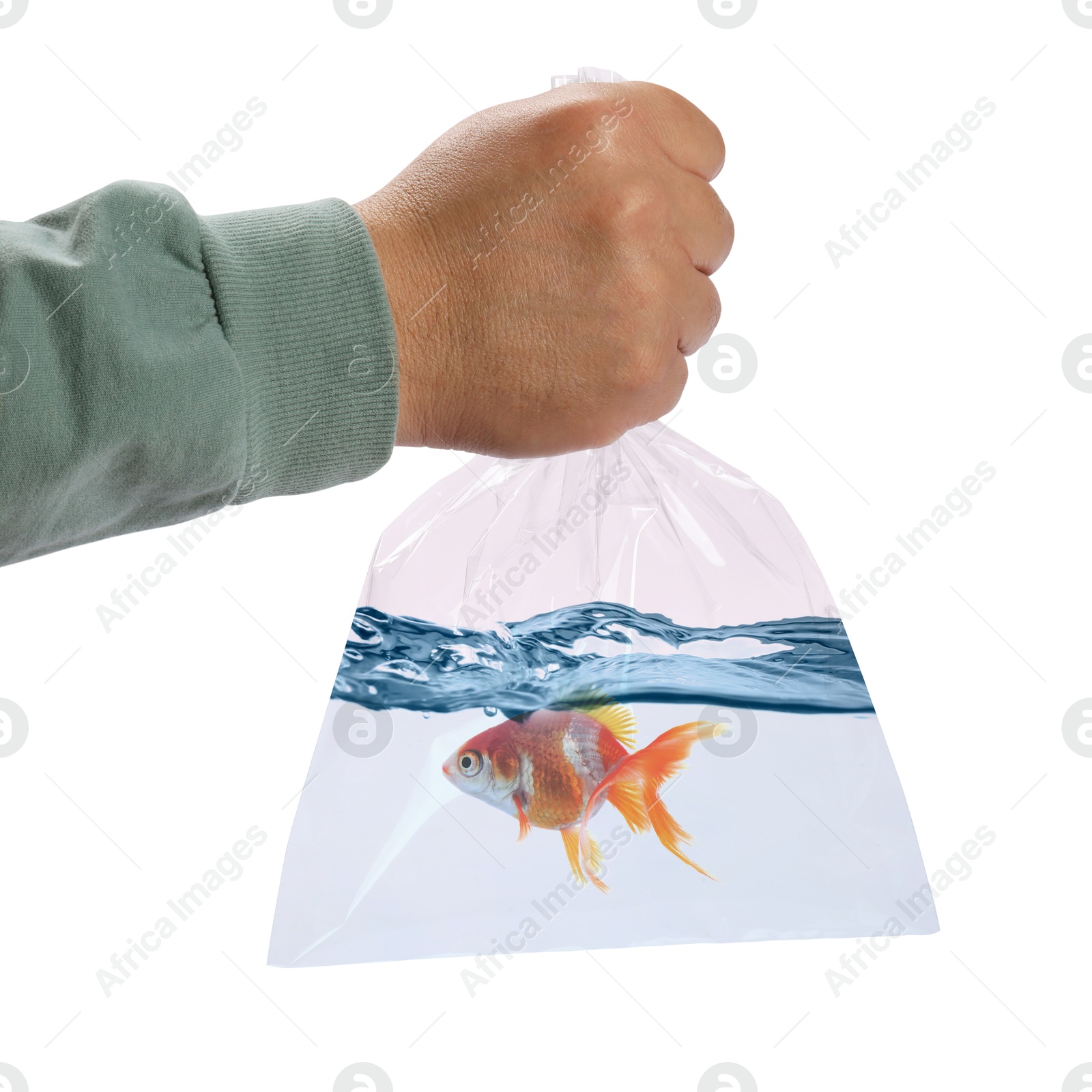 Image of Man holding plastic bag with fish and water isolated on white, closeup