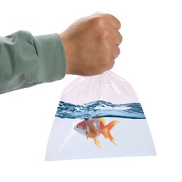 Image of Man holding plastic bag with fish and water isolated on white, closeup