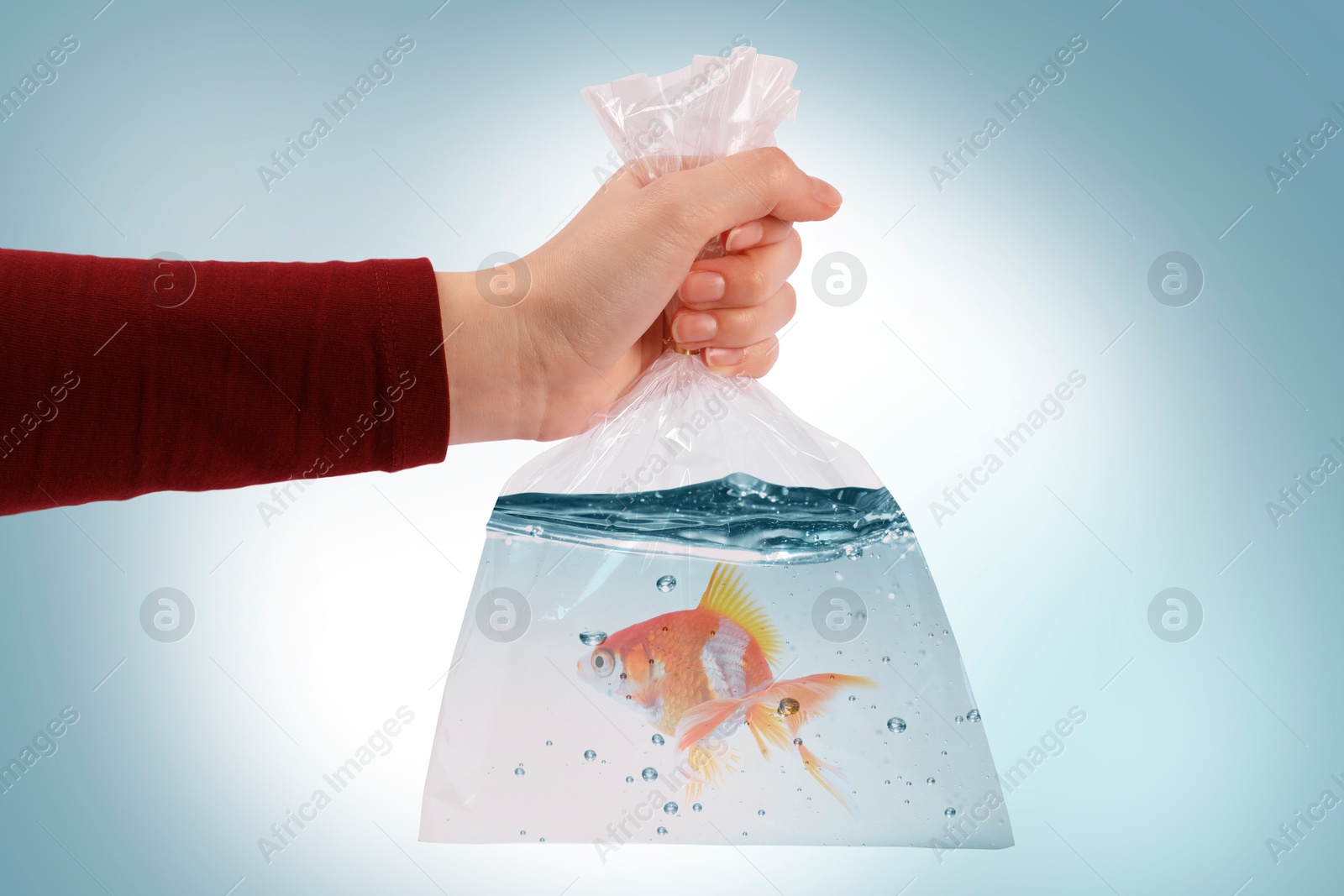 Image of Woman holding plastic bag with fish and water on light blue gradient background, closeup