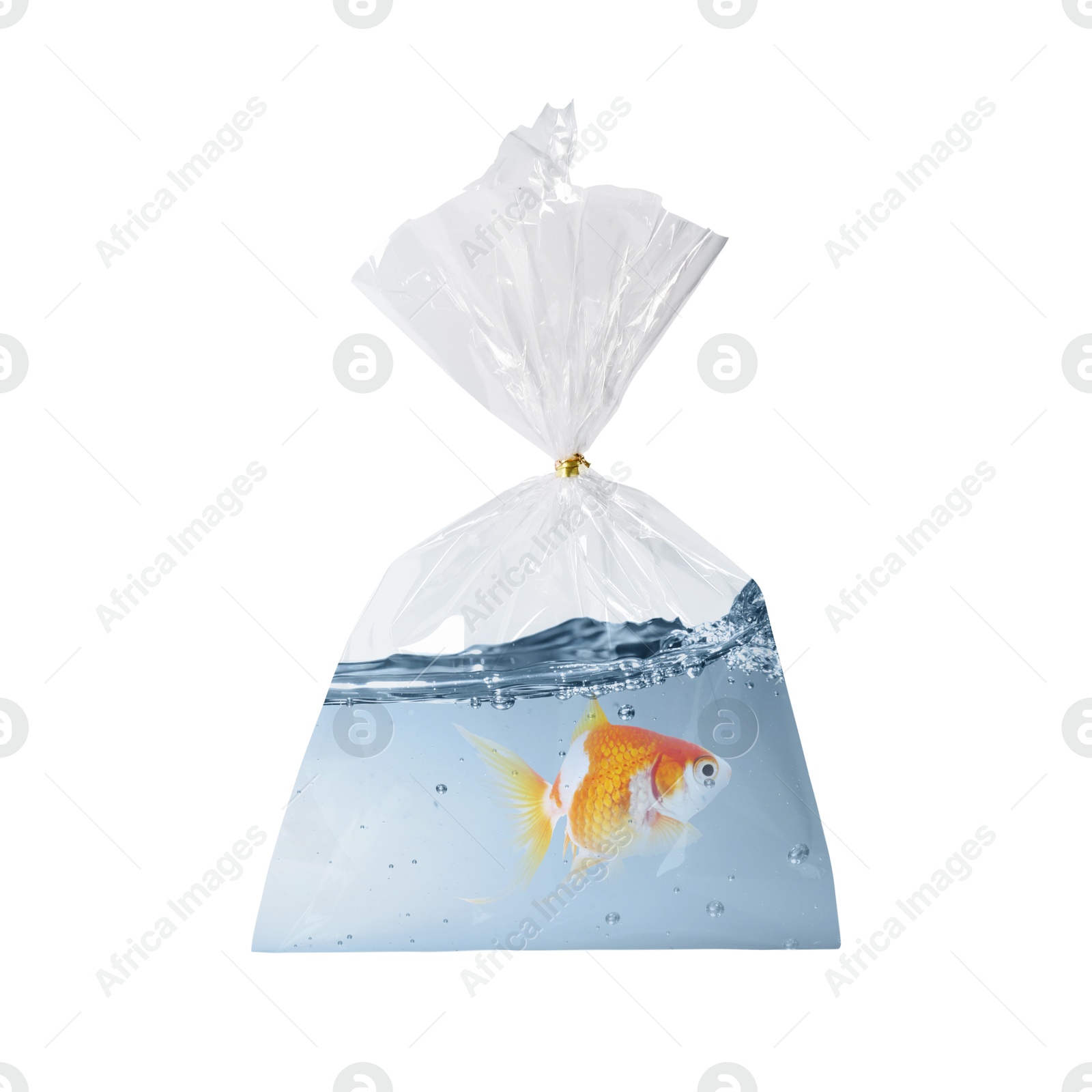 Image of Fish and water in plastic bag isolated on white