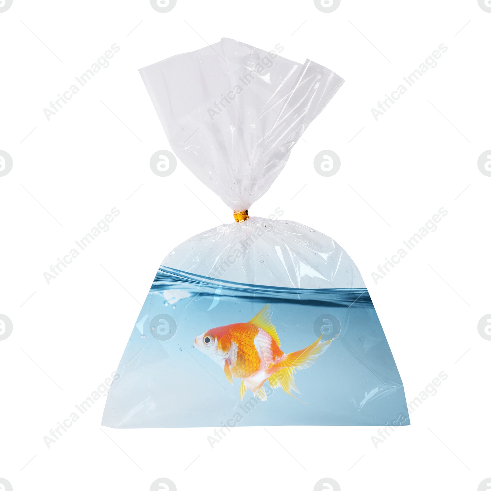 Image of Fish and water in plastic bag isolated on white