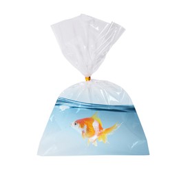 Image of Fish and water in plastic bag isolated on white