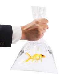 Woman holding plastic bag with fish and water isolated on white, closeup