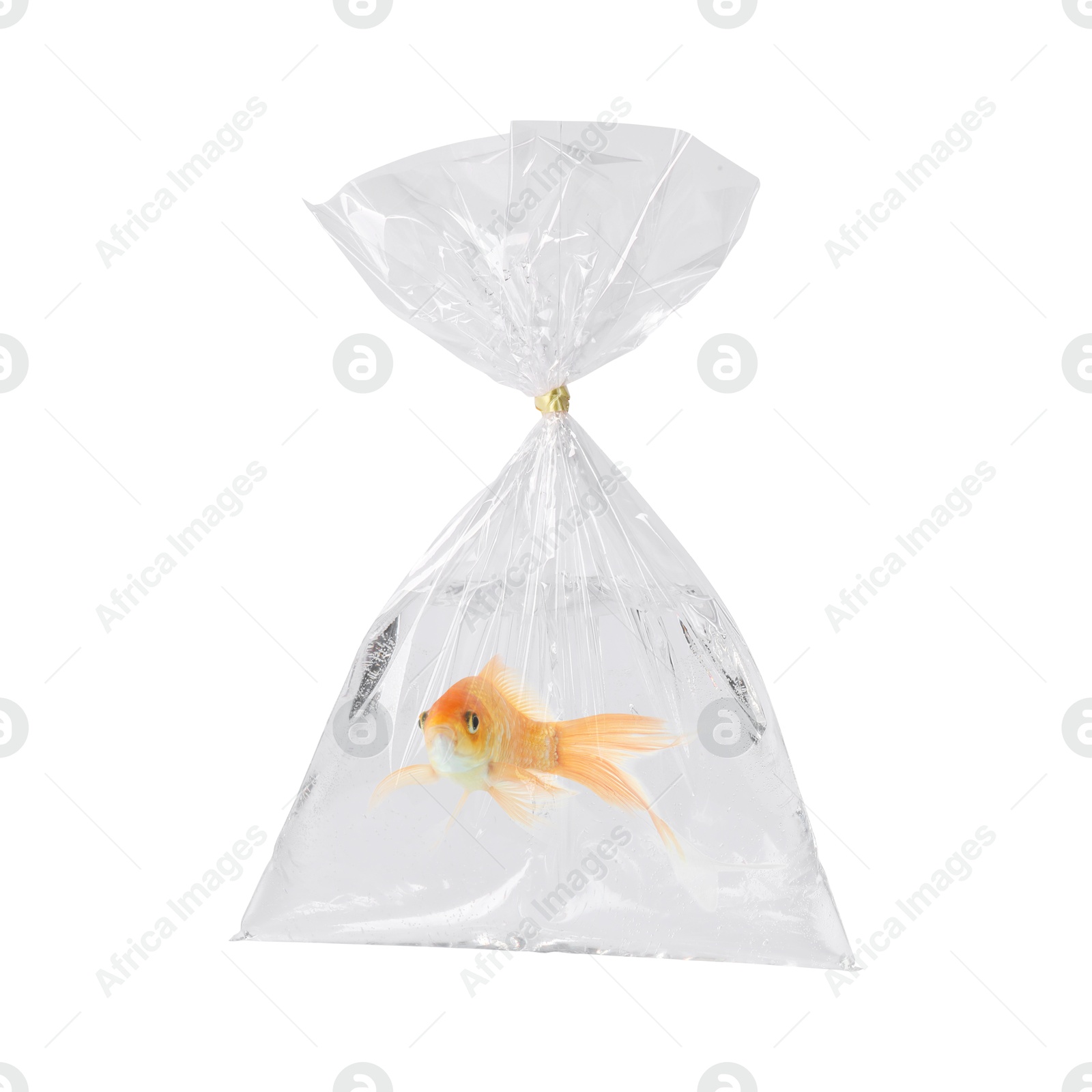 Image of Fish and water in plastic bag isolated on white