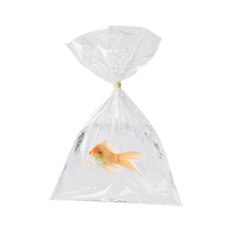 Image of Fish and water in plastic bag isolated on white