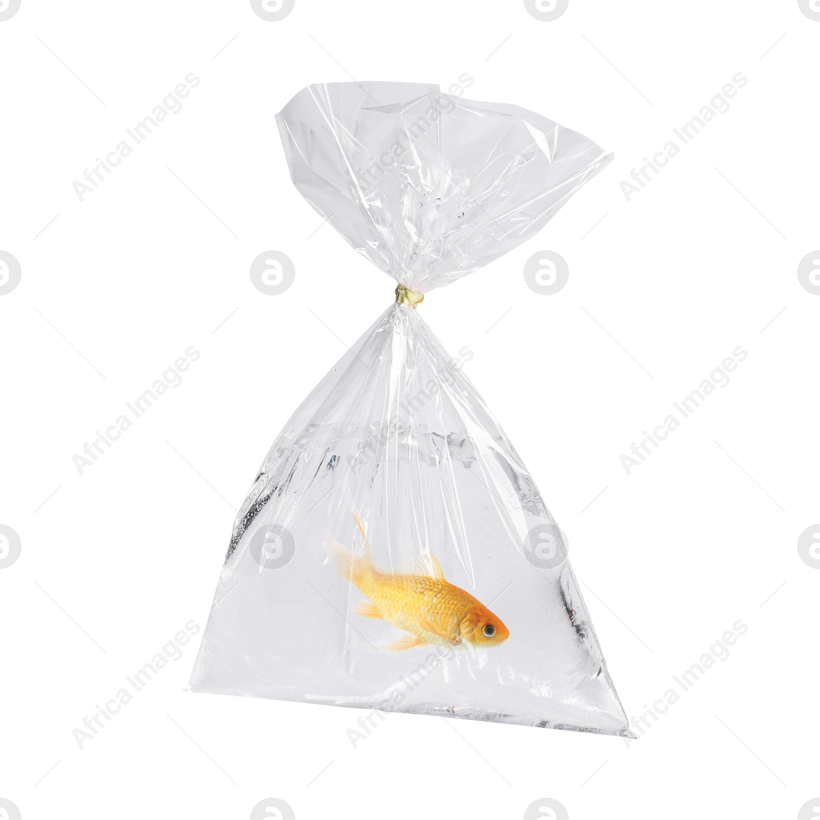 Image of Fish and water in plastic bag isolated on white