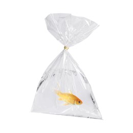 Image of Fish and water in plastic bag isolated on white