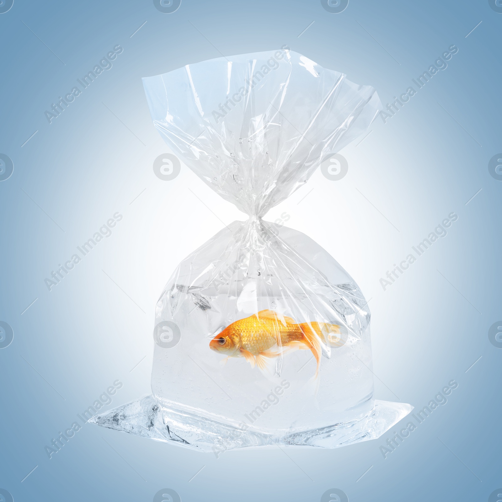 Image of Fish and water in plastic bag on light blue gradient background