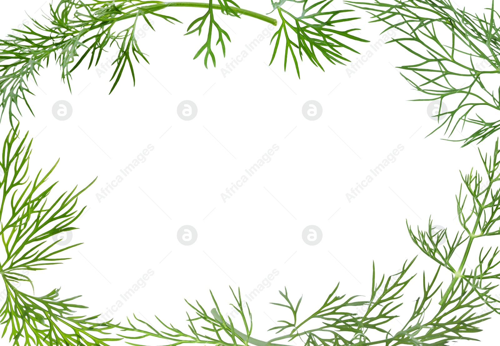 Image of Fresh green dill on white background. Frame