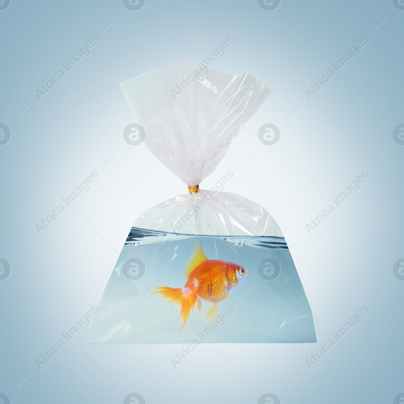 Image of Fish and water in plastic bag on light blue gradient background