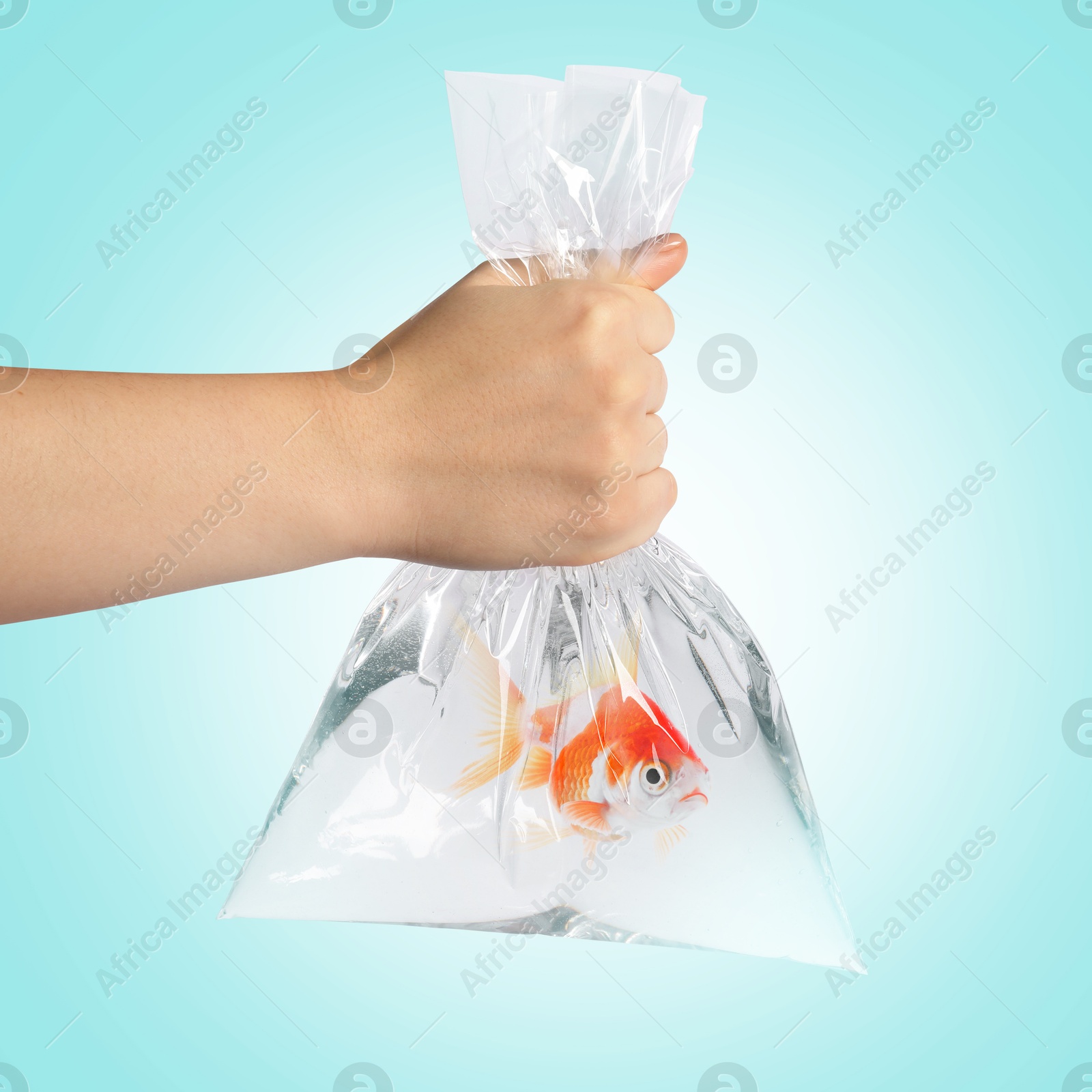 Image of Woman holding plastic bag with fish and water on light blue gradient background, closeup