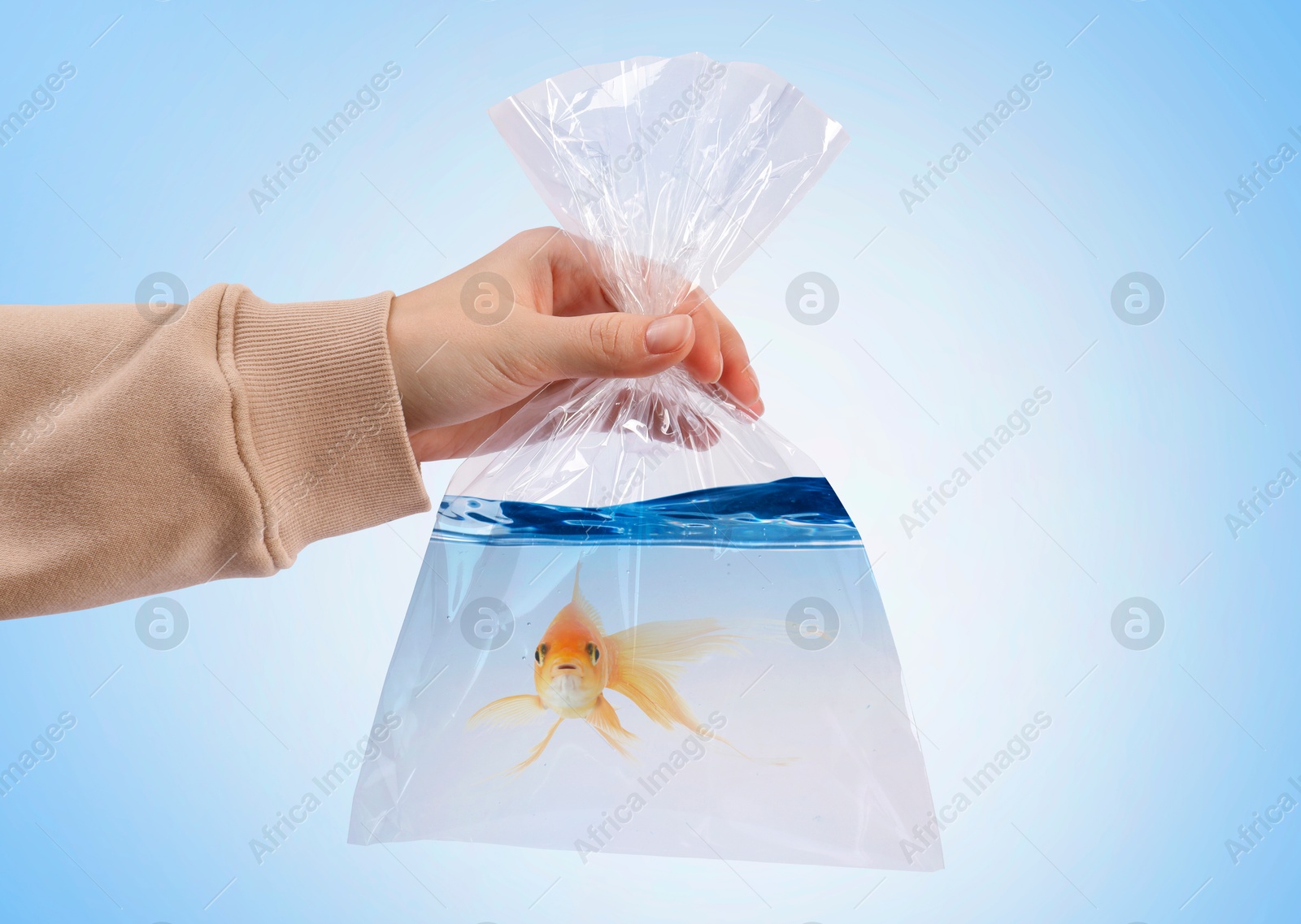 Image of Woman holding plastic bag with fish and water on light blue gradient background, closeup