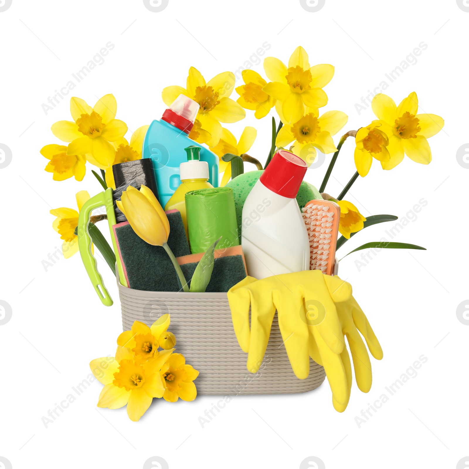 Image of Spring cleaning. Basket with detergents, supplies and daffodils on white background