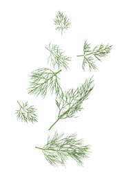 Image of Fresh green dill in air on white background