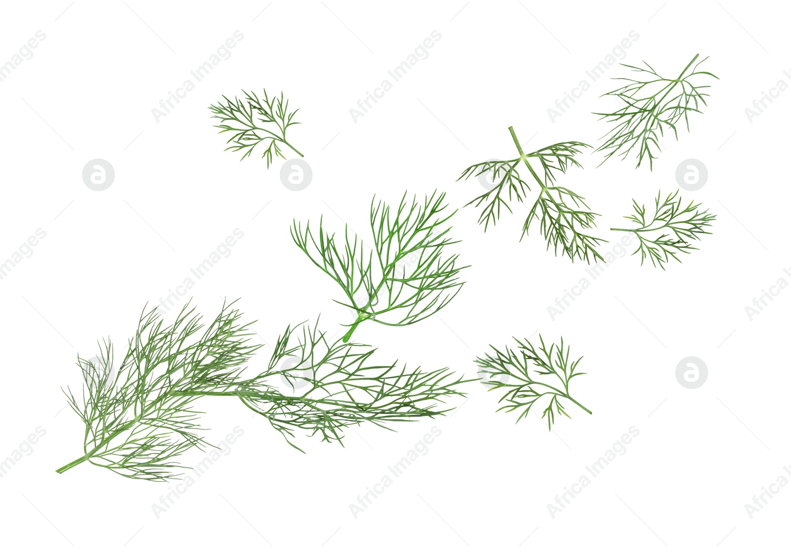 Image of Fresh green dill in air on white background