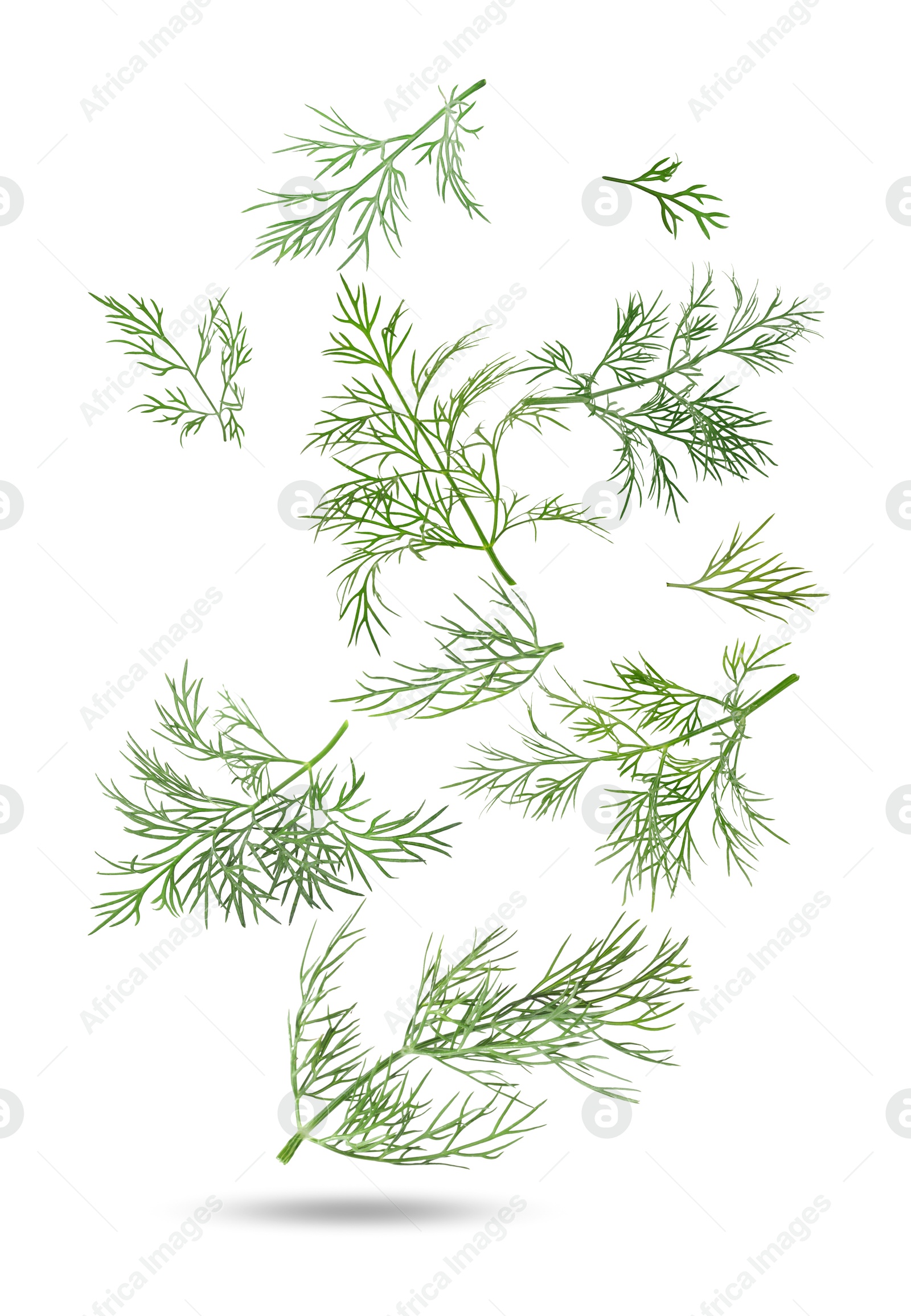 Image of Fresh green dill falling on white background