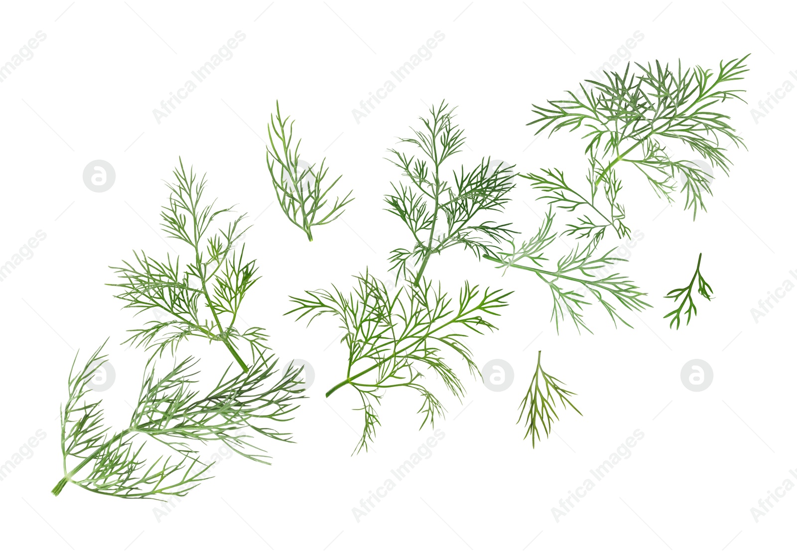 Image of Fresh green dill in air on white background