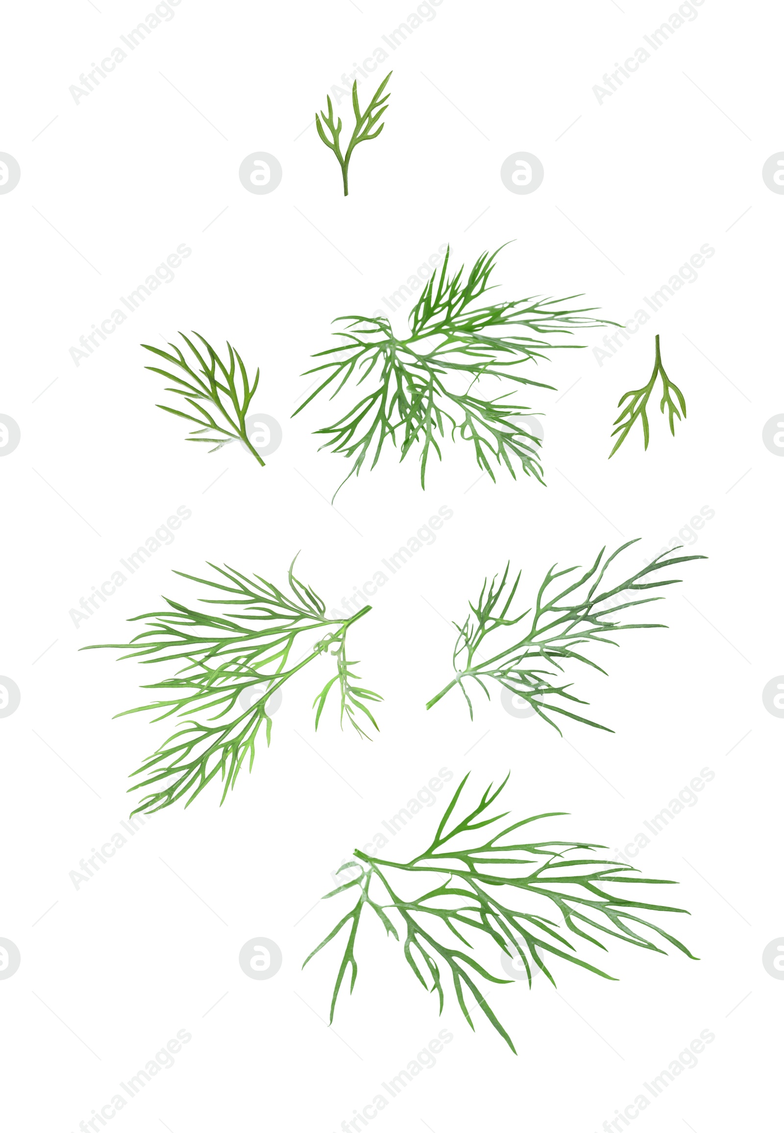 Image of Fresh green dill in air on white background