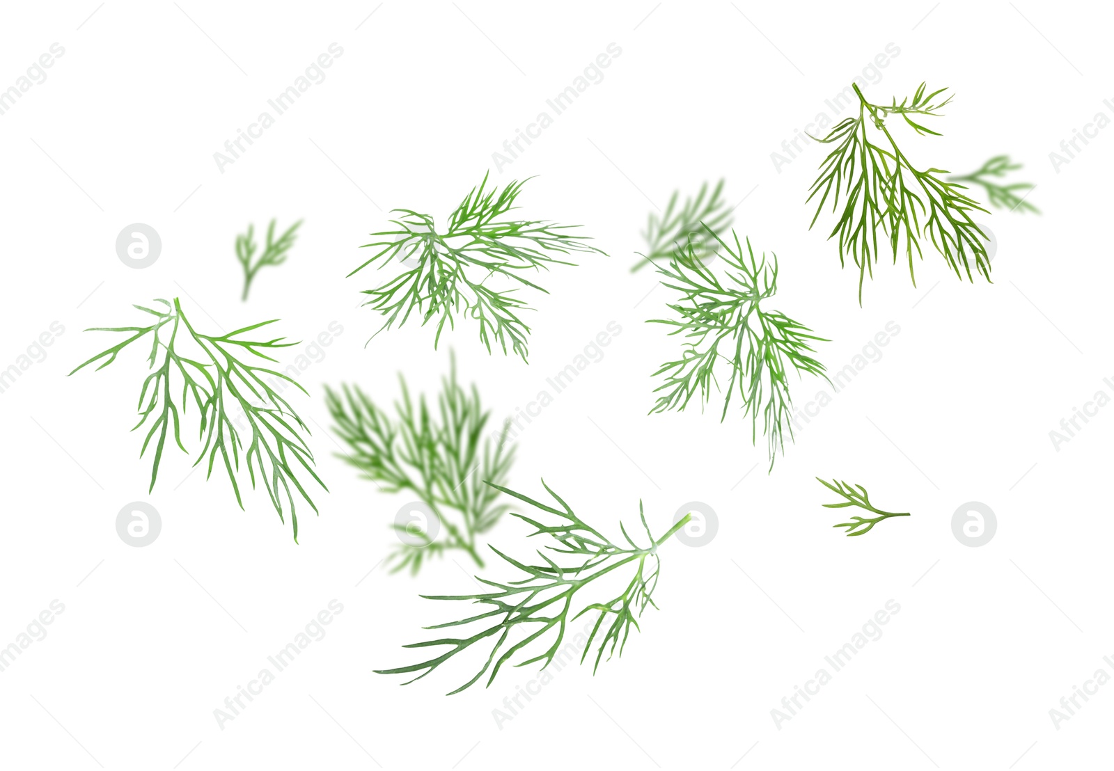 Image of Fresh green dill in air on white background