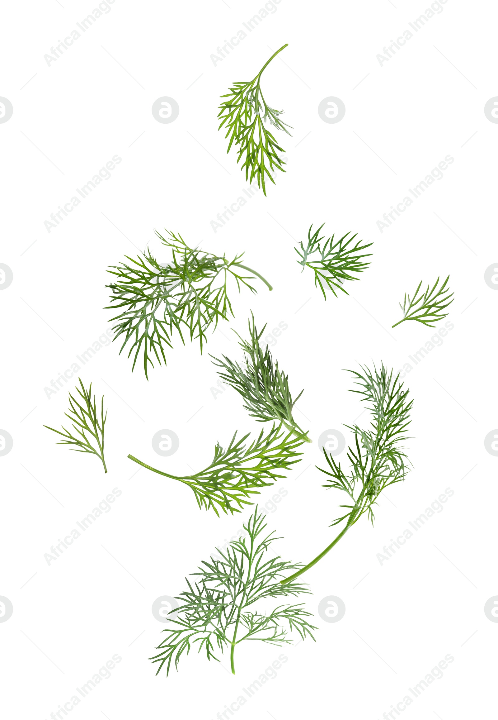 Image of Fresh green dill in air on white background