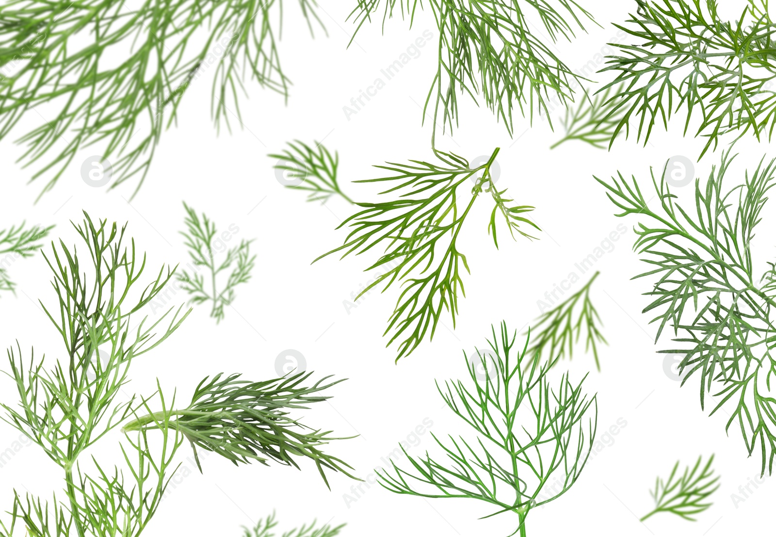 Image of Fresh green dill in air on white background