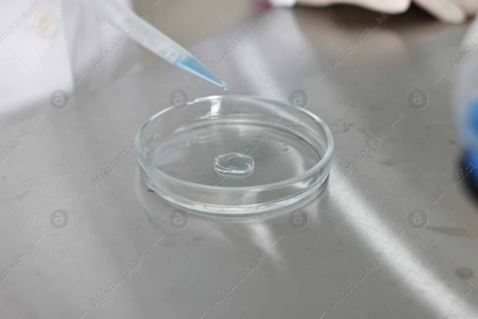 Photo of Scientist dripping reagent into Petri dish at table in laboratory, closeup