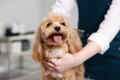 Photo of Woman brushing dog's hair with comb indoors, closeup. Pet grooming