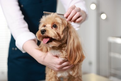 Photo of Woman brushing dog's hair with comb indoors, closeup. Pet grooming