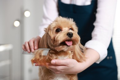 Photo of Woman brushing dog's hair with comb indoors, closeup. Pet grooming