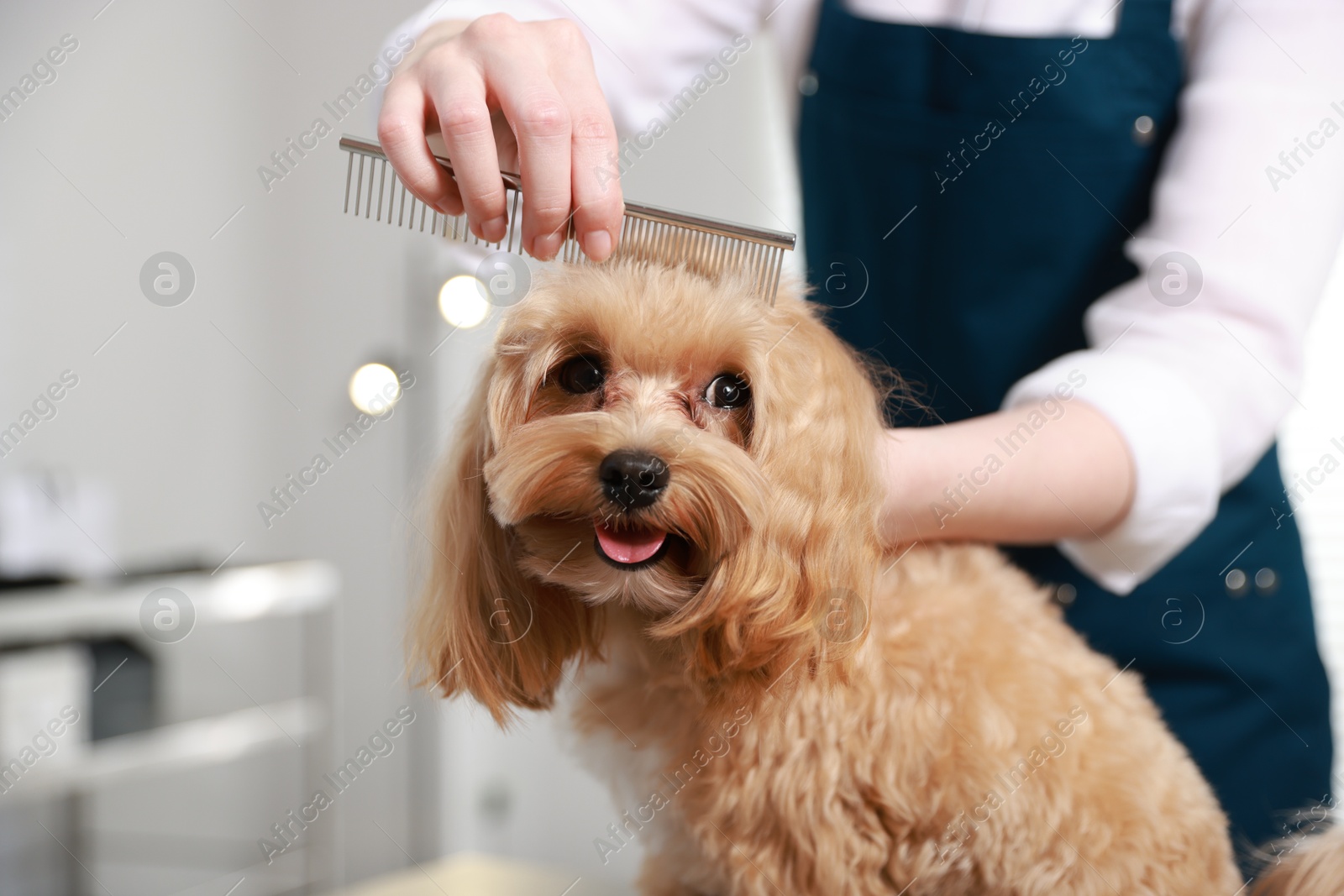 Photo of Pet grooming. Woman brushing dog's hair with comb indoors, closeup. Space for text